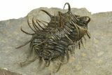 Well Prepared, Spiny Koneprusia Trilobite - Ofaten, Morocco #344458-5